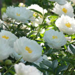 Paeonia Lactiflora 'Miss America', Peony 'Miss America', 'Miss America' Peony, Chinese Peony 'Miss America', Common Garden Peony 'Miss America', White Peonies, White flowers, Fragrant Peonies